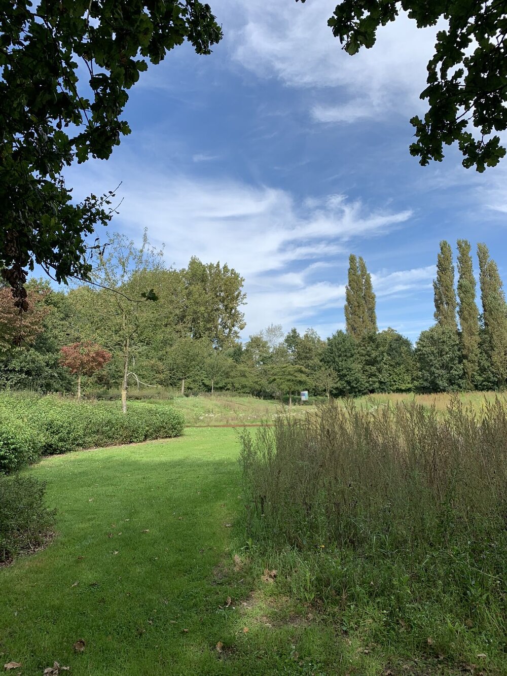 Een stukje natuur met gras, struiken en bomen.