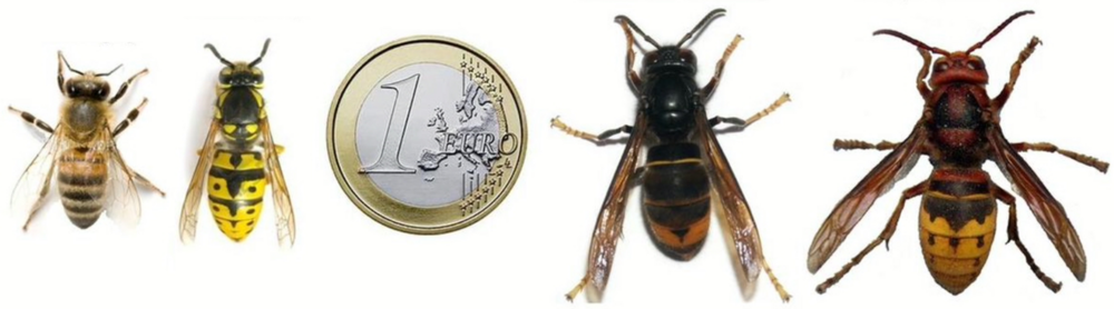 Realistische weergave van een Honingbij, Duitse wesp, Aziatische hoornaar en Europese hoornaar