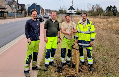 enkele gemeentearbeiders poseren bij aanplant van een houtkant