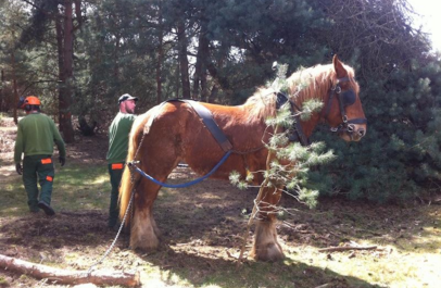 Ecologisch bosbeheer met trekpaard