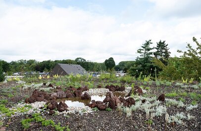 De afbeelding toont een groendak. 