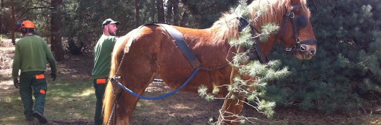 Ecologisch bosbeheer met trekpaard