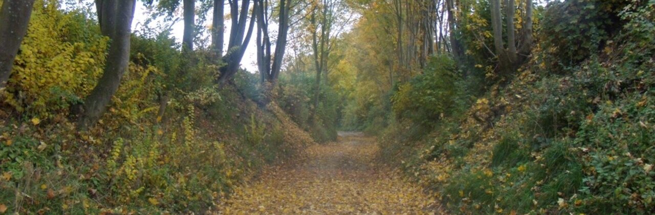 Weg met bomen