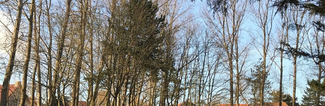 Stukje van de wijk met veel bomen en groen