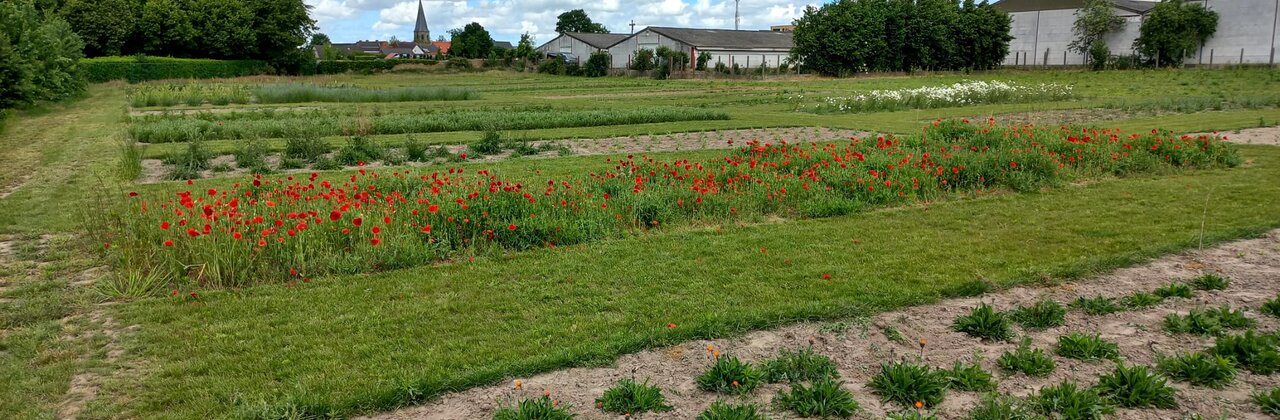 'Bieland' met stroken van verschillende bloemensoorten