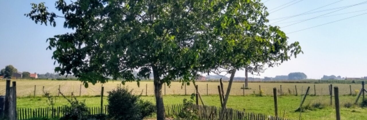 foto van boom in landschap
