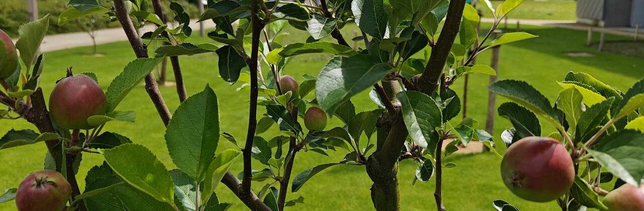 Appelboom