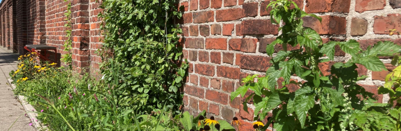 foto van demomuur met klimhulpen en klimplanten