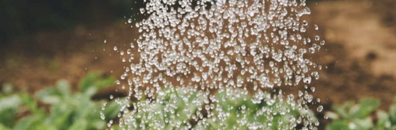 Plantjes die begoten worden