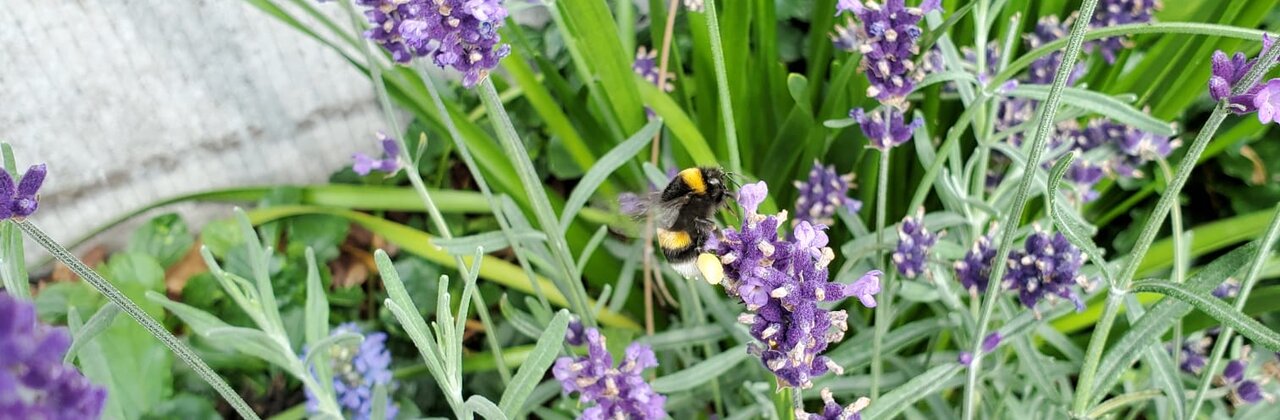 Foto van een geveltuin