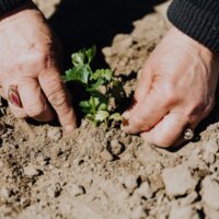 Handen planten plantje in de aarde