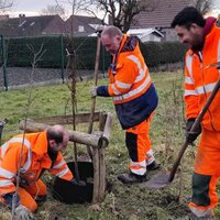 Mannen met oranje fluo pakken die een boom planten.