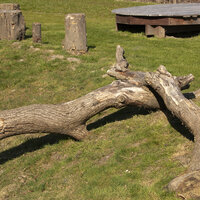 Boomstammen in het park