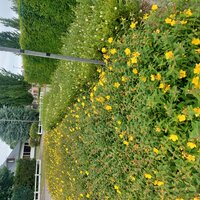 plantsoen met gele bloemetjes