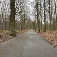 Verharde weg in bos