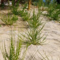 Duintuin: zand met plantjes