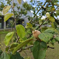 Close-up van een fruitboom