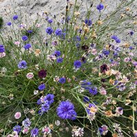 paarse bloemen