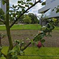 Close-up van een fruitboom met fruit eraan