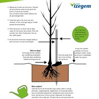 Illustratie met instructies om een boom te planten