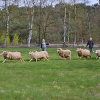 Kinderen bij schapen