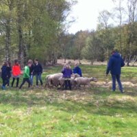 Kinderen bij schapen en herdershond