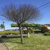 grasperk met boom