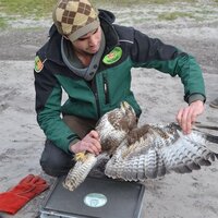 Buizerd die wordt losgelaten