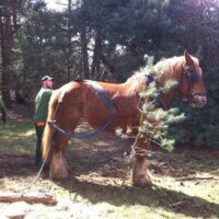 Ecologisch bosbeheer met trekpaard