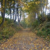 Weg met bomen
