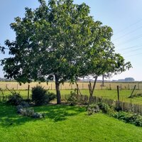 foto van boom in landschap