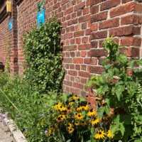 foto van demomuur met klimhulpen en klimplanten