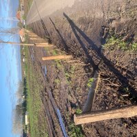 Aangeplante, maar nog te groeien haag op een landbouwperceel naast de weg.