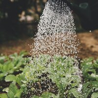 Plantjes die begoten worden