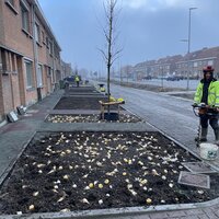 Aanplant