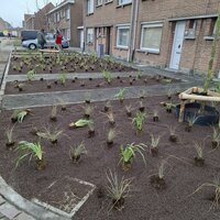 Aanplant