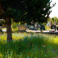 Een grote boom, bloemen, gras en daarachter graven